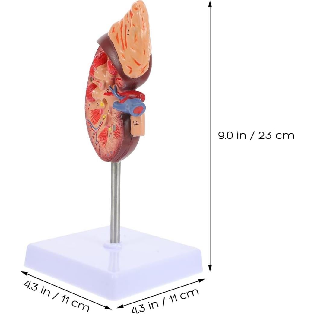 Modelo de Riñón Amosfun 1:1 para Anatomía y Biología
