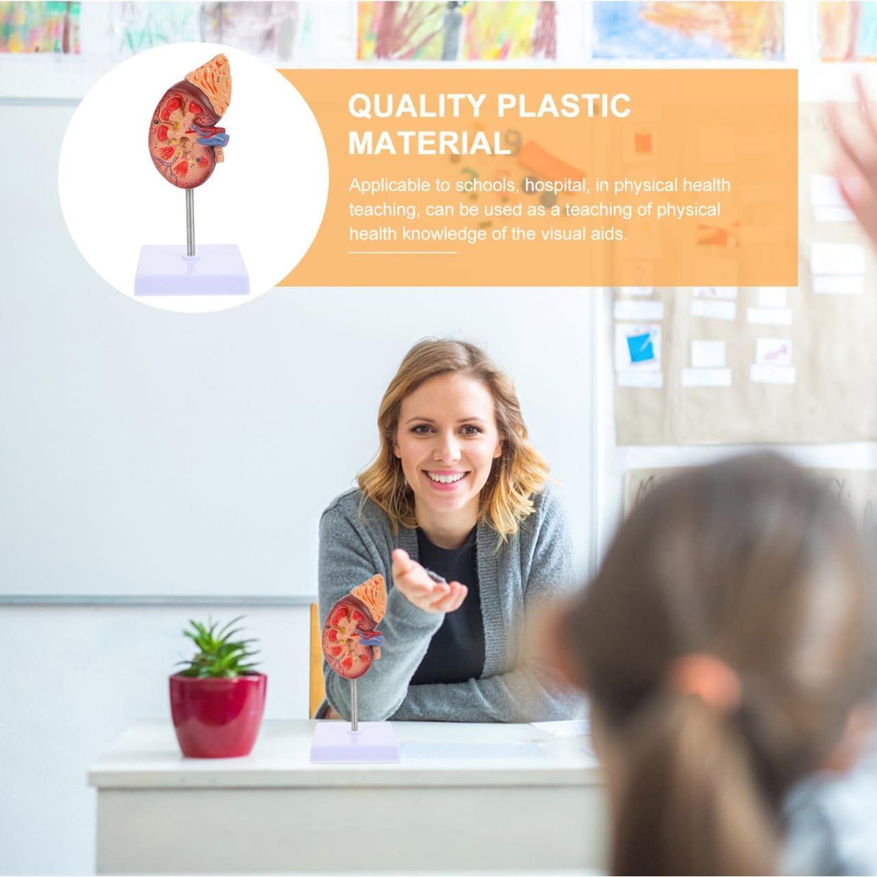 Modelo de Riñón Amosfun 1:1 para Anatomía y Biología