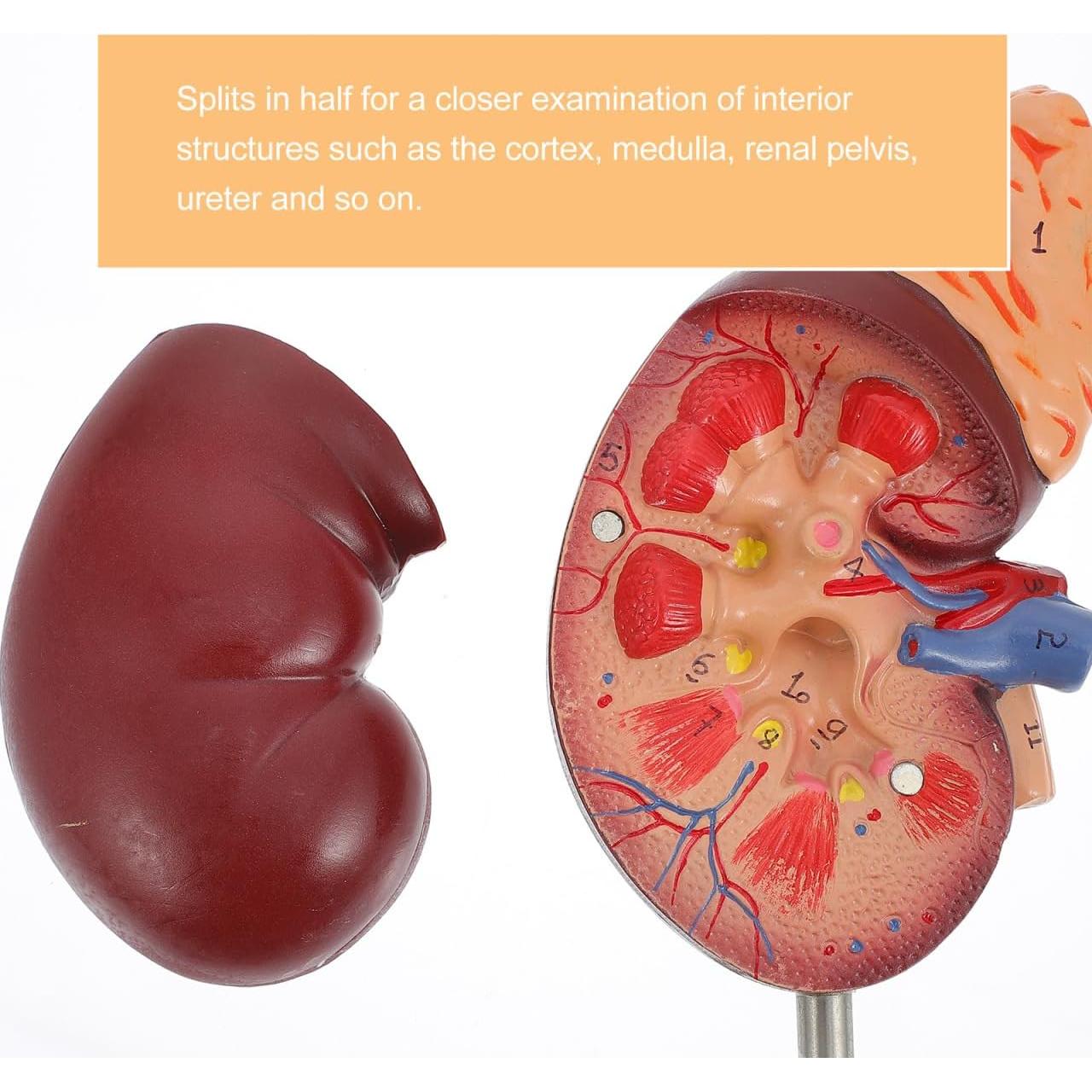 Modelo de Riñón Amosfun 1:1 para Anatomía y Biología