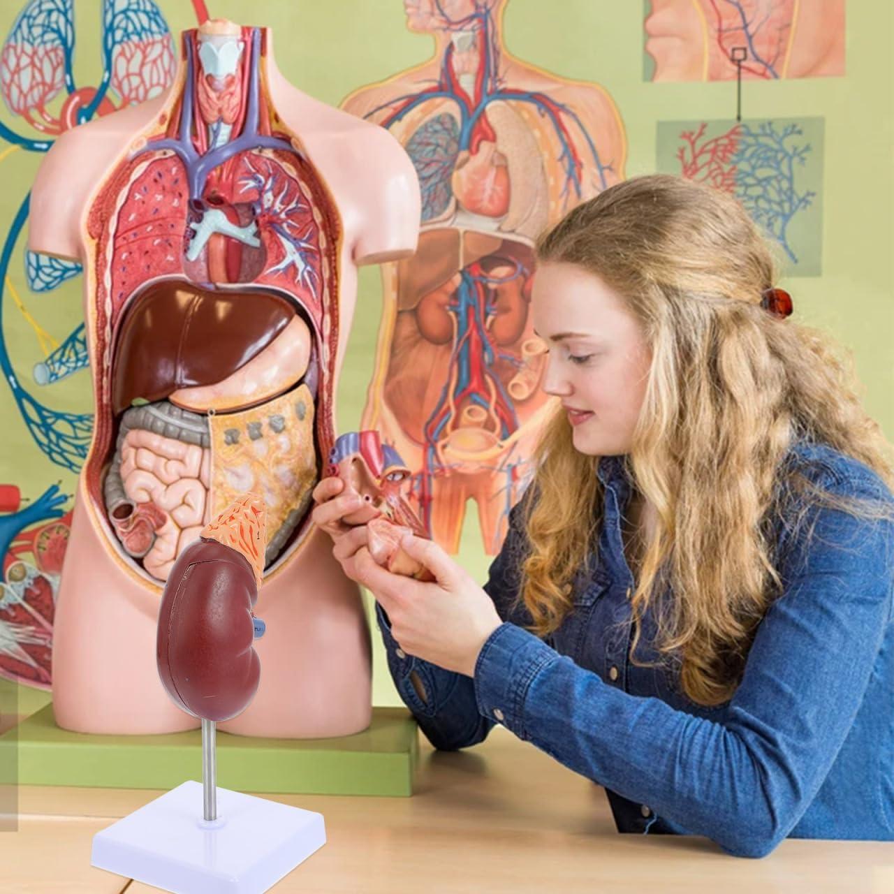 Modelo de Riñón Amosfun 1:1 para Anatomía y Biología