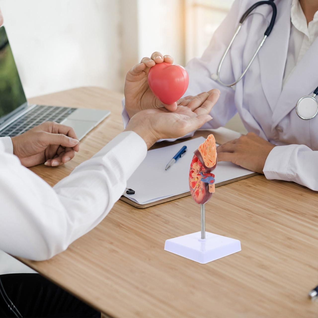 Modelo de Riñón Amosfun 1:1 para Anatomía y Biología