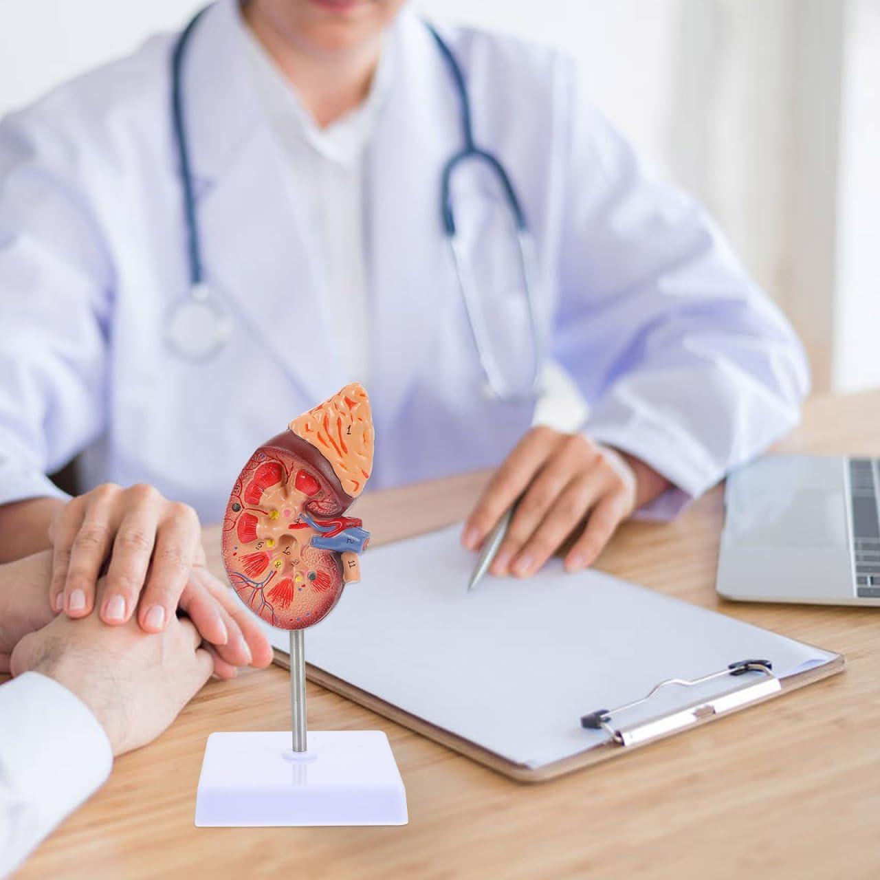 Modelo de Riñón Amosfun 1:1 para Anatomía y Biología