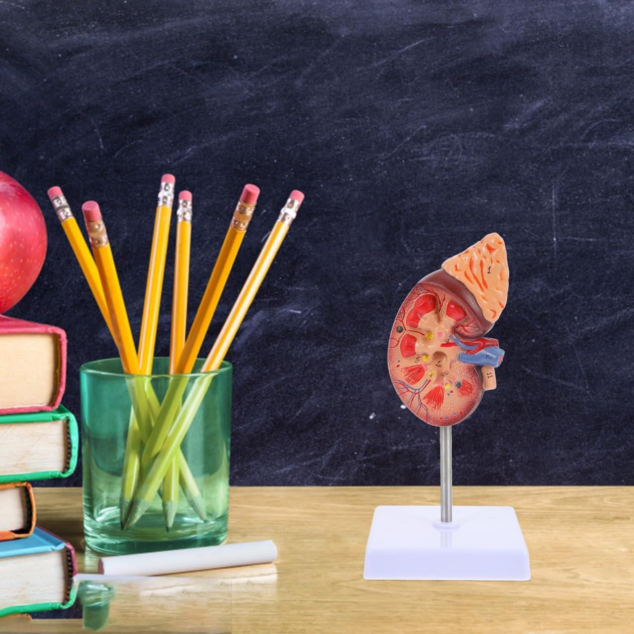 Modelo de Riñón Amosfun 1:1 para Anatomía y Biología