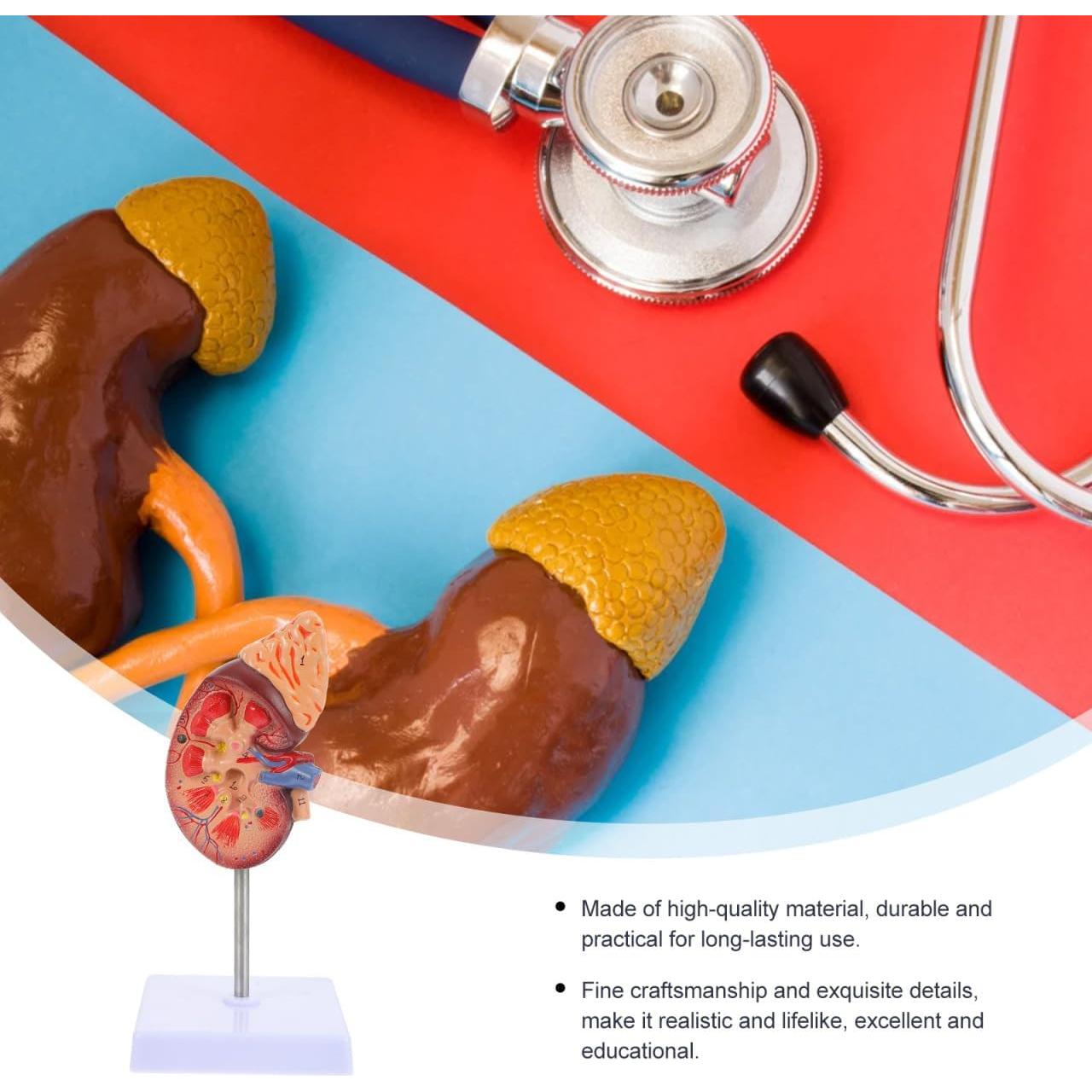Modelo de Riñón Amosfun 1:1 para Anatomía y Biología