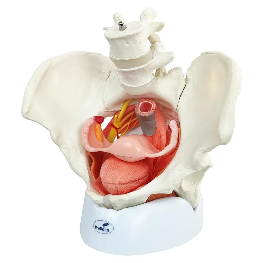 Modelo Anatómico de Pelvis Femenina Wellden 6 Partes 1.65kg