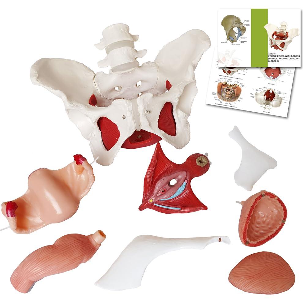 Modelo Anatómico de Pelvis Femenina Wellden 6 Partes 1.65kg