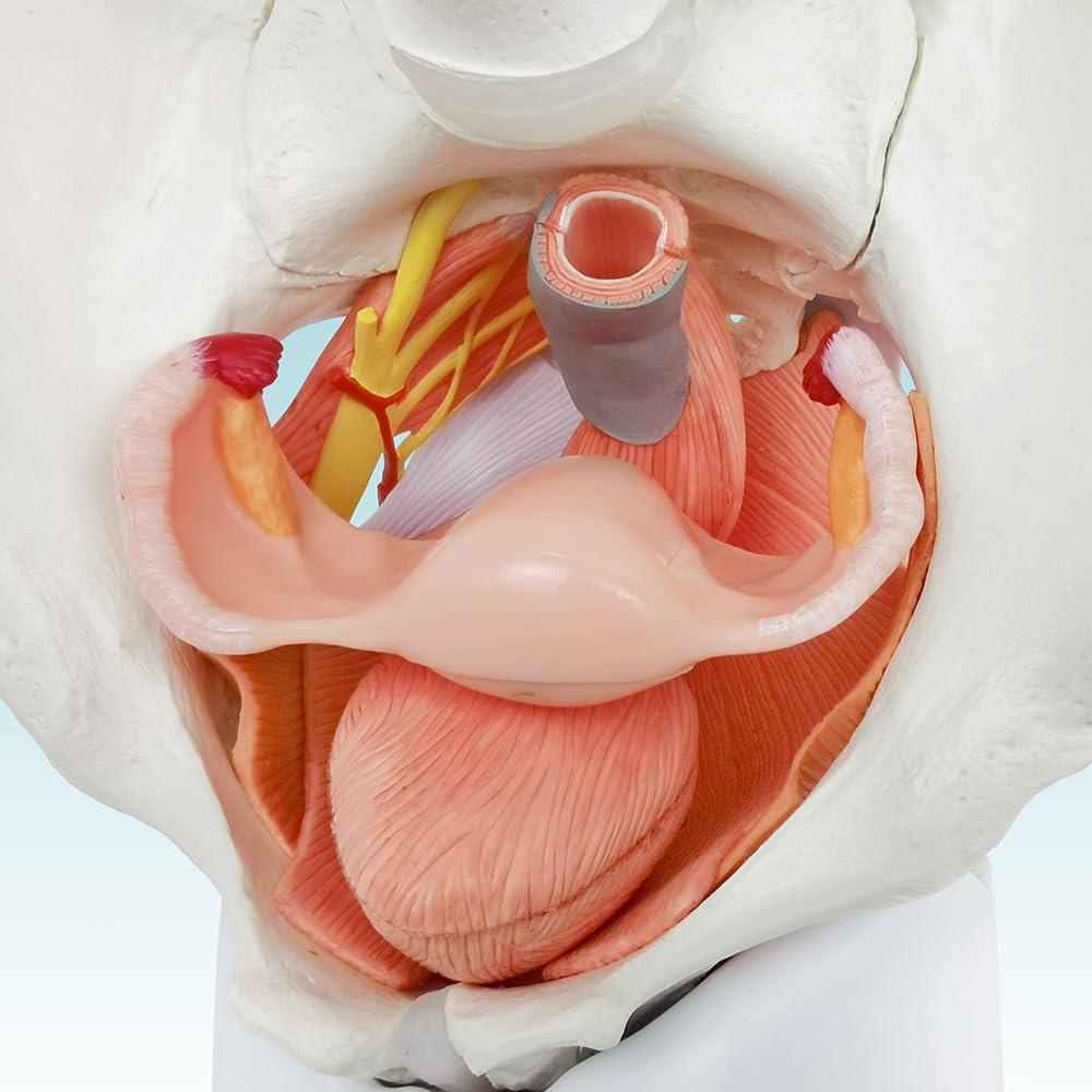 Modelo Anatómico de Pelvis Femenina Wellden 6 Partes 1.65kg