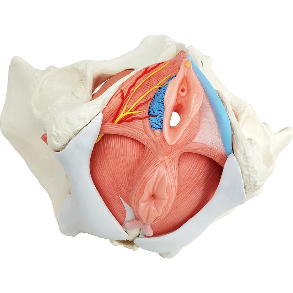 Modelo Anatómico de Pelvis Femenina Wellden 6 Partes 1.65kg