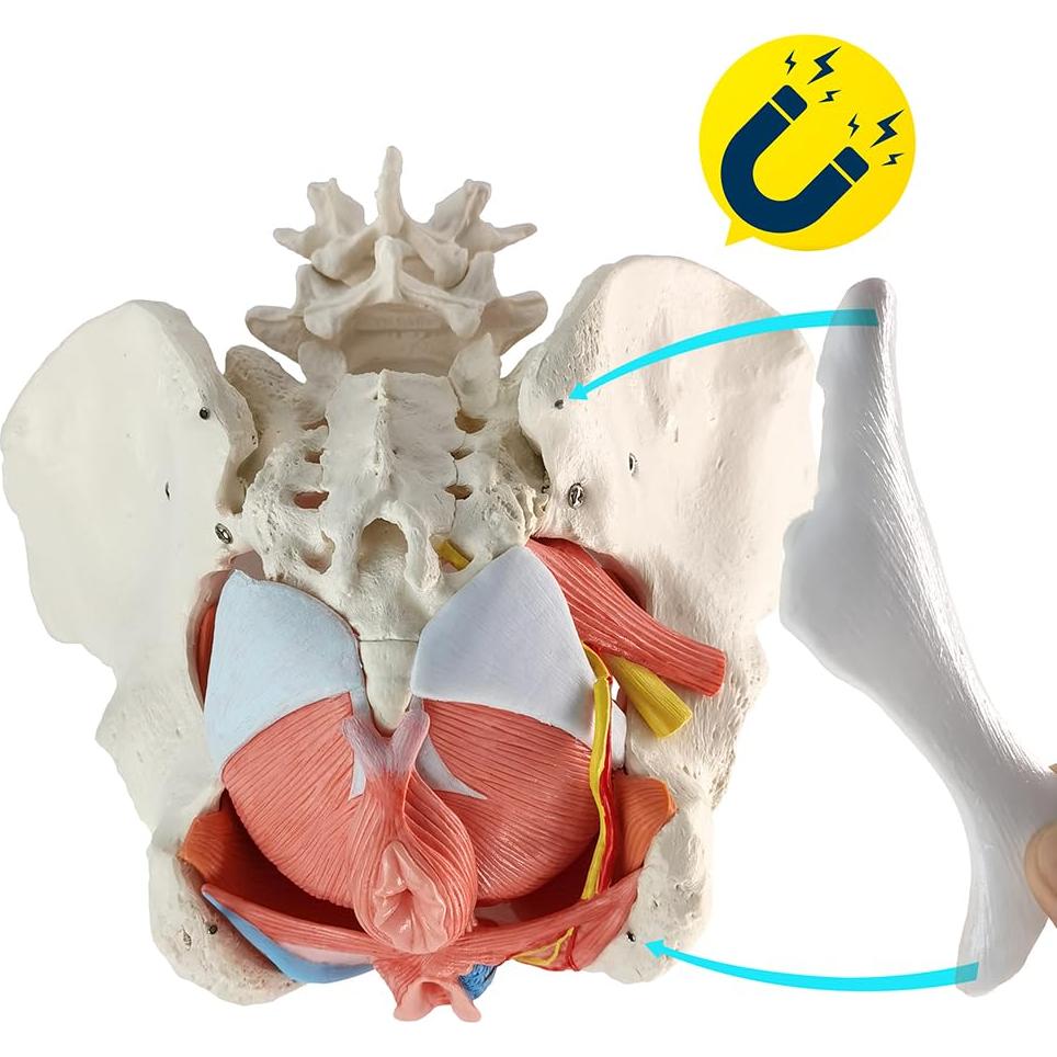 Modelo Anatómico de Pelvis Femenina Wellden 6 Partes 1.65kg