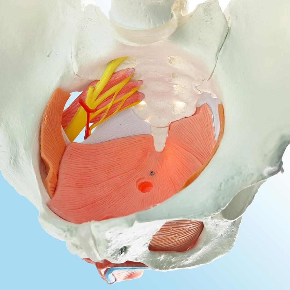 Modelo Anatómico de Pelvis Femenina Wellden 6 Partes 1.65kg