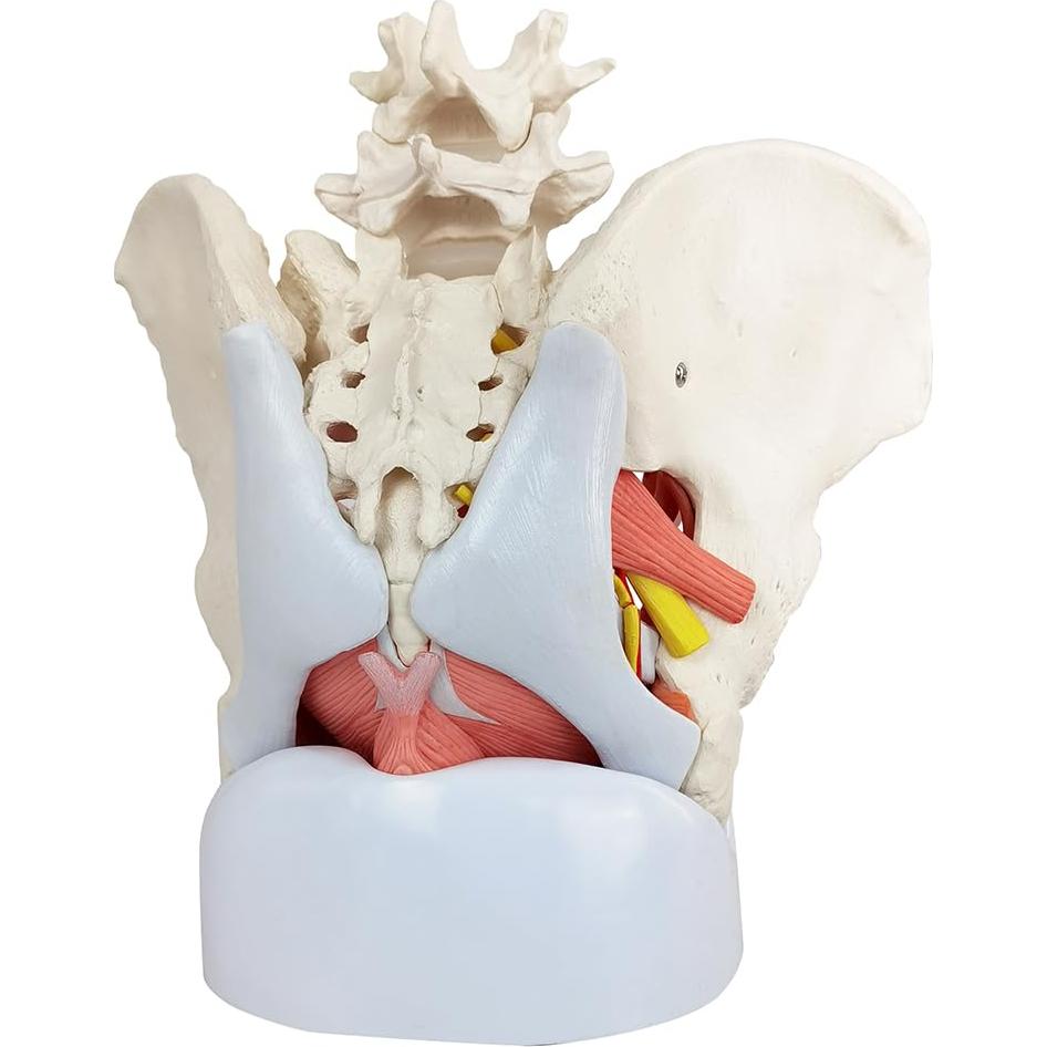 Modelo Anatómico de Pelvis Femenina Wellden 6 Partes 1.65kg