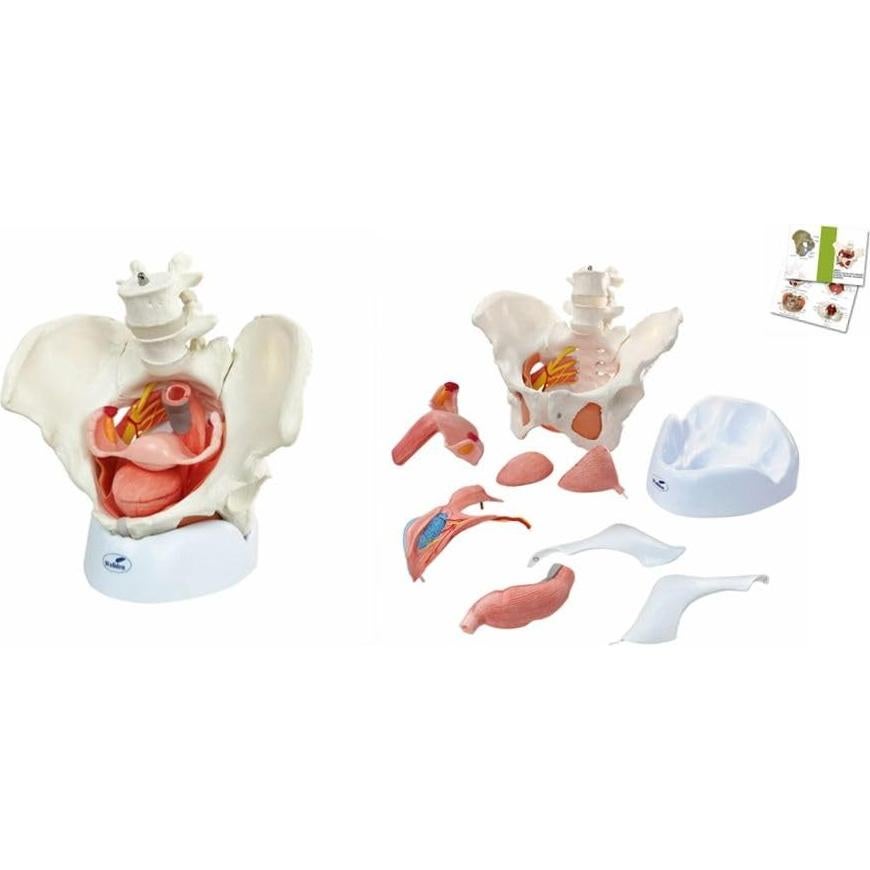Modelo Anatómico de Pelvis Femenina Wellden 6 Partes 1.65kg