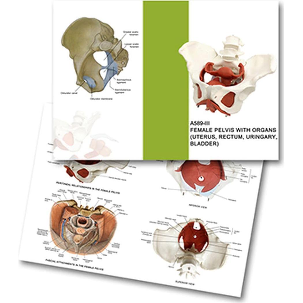 Modelo Anatómico de Pelvis Femenina Wellden 6 Partes 1.65kg