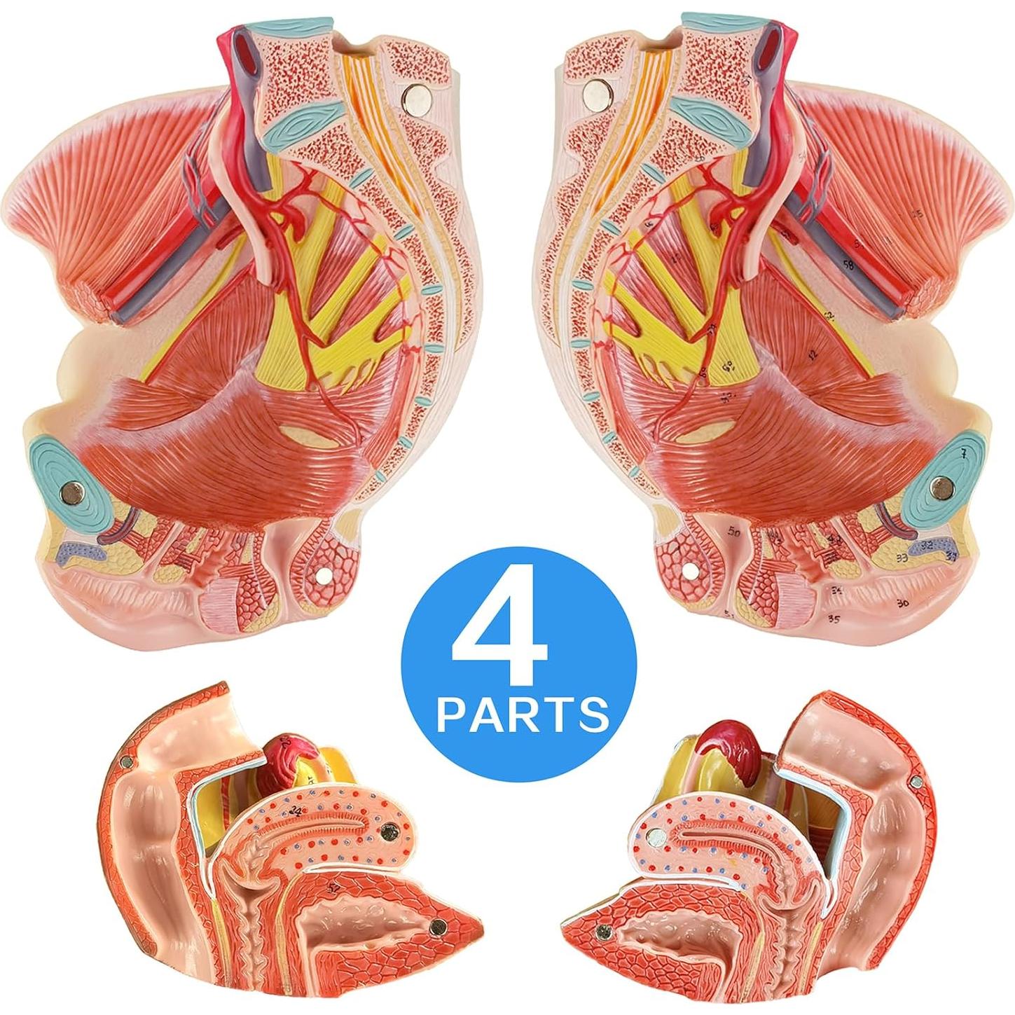 Modelo Anatómico Pelvis Femenina Merinden 4 Partes Realista