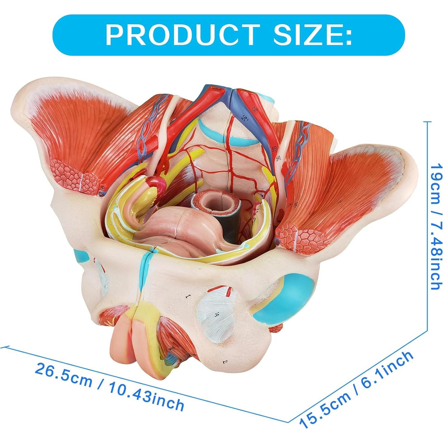 Modelo Anatómico Pelvis Femenina Merinden 4 Partes Realista