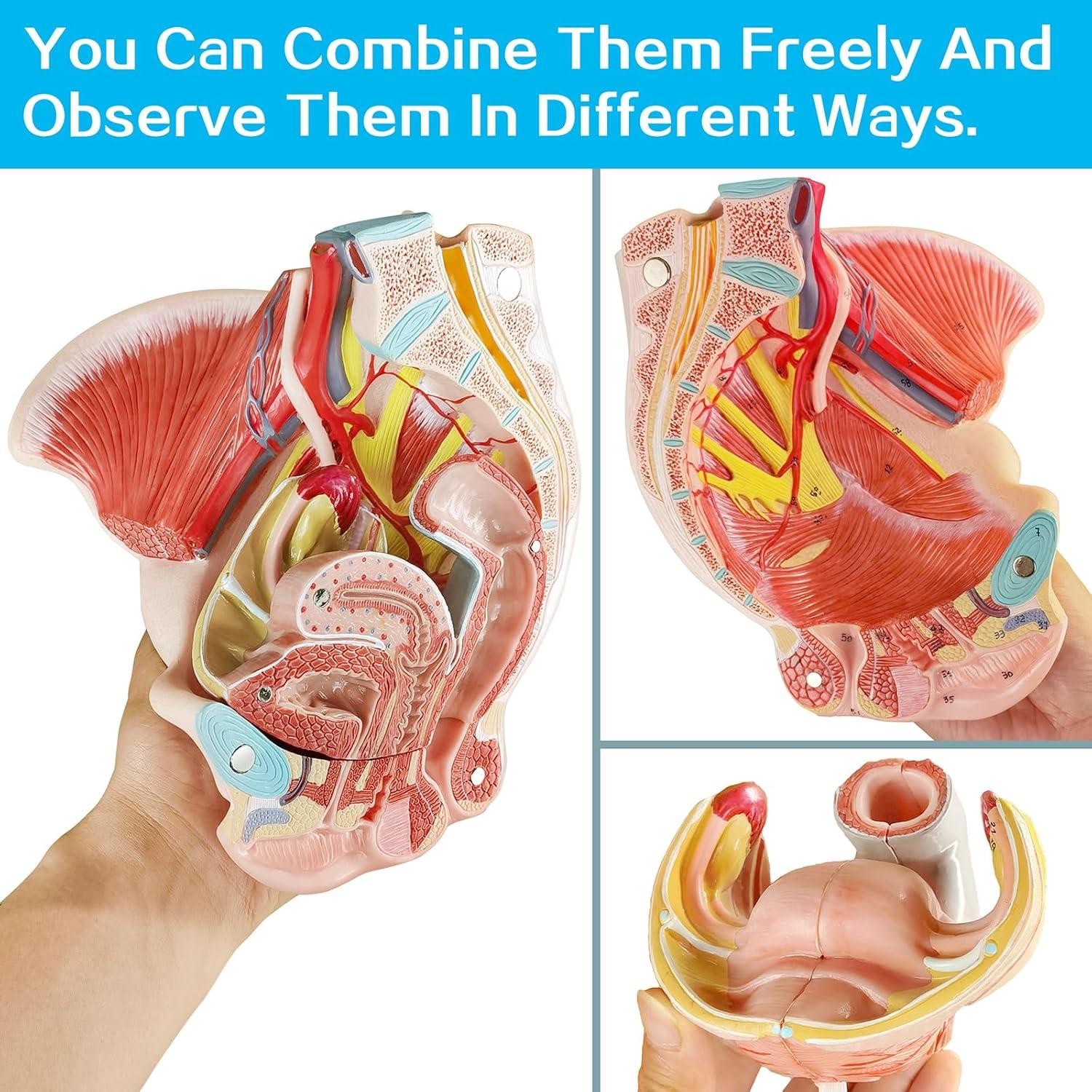 Modelo Anatómico Pelvis Femenina Merinden 4 Partes Realista