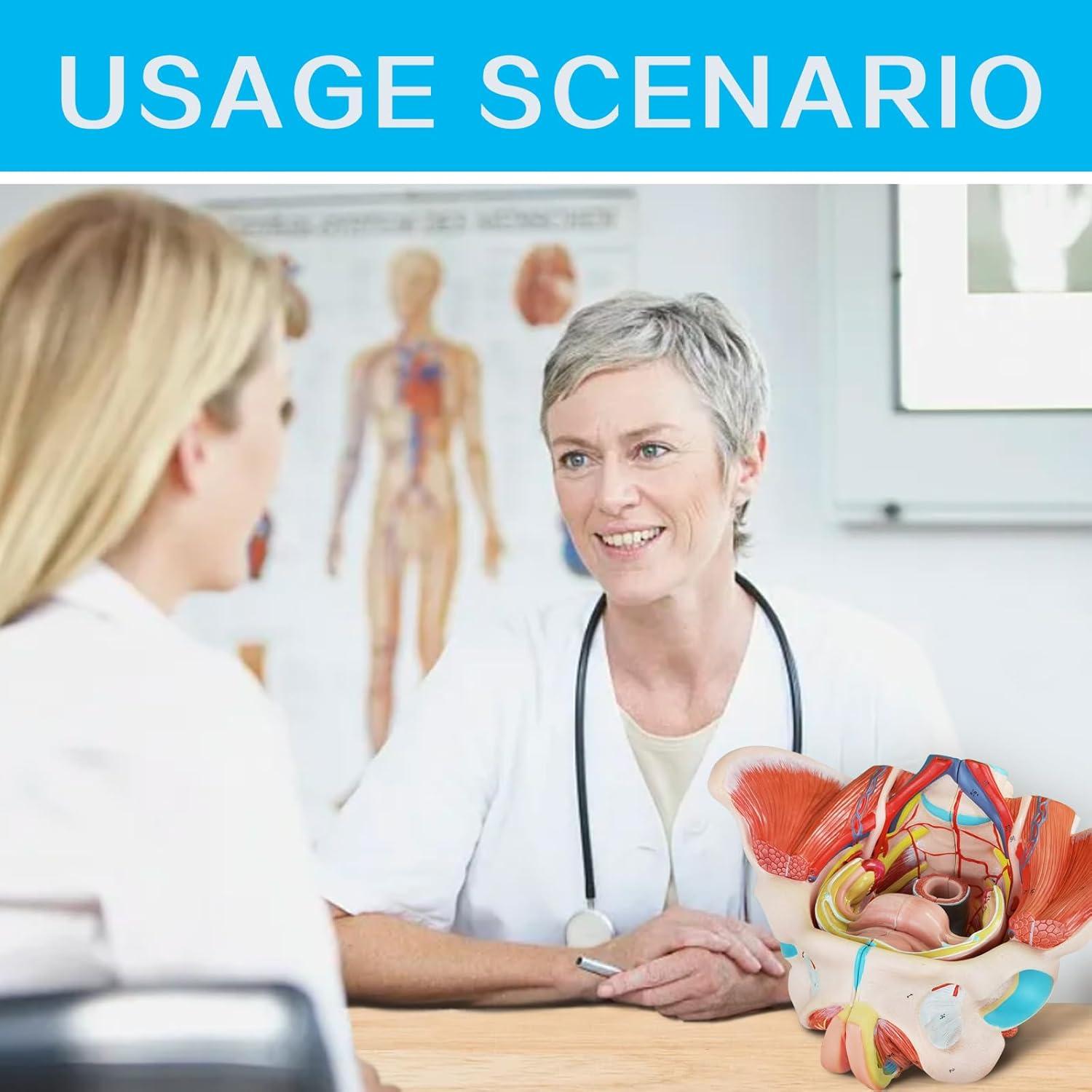 Modelo Anatómico Pelvis Femenina Merinden 4 Partes Realista