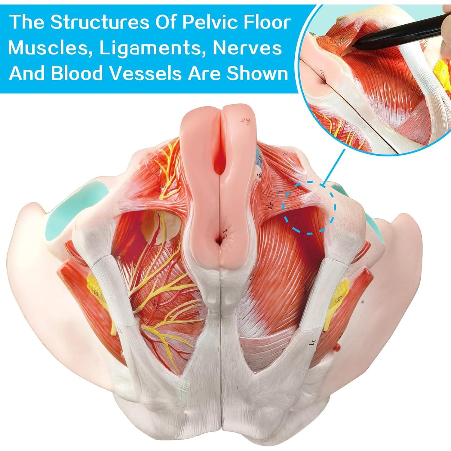 Modelo Anatómico Pelvis Femenina Merinden 4 Partes Realista