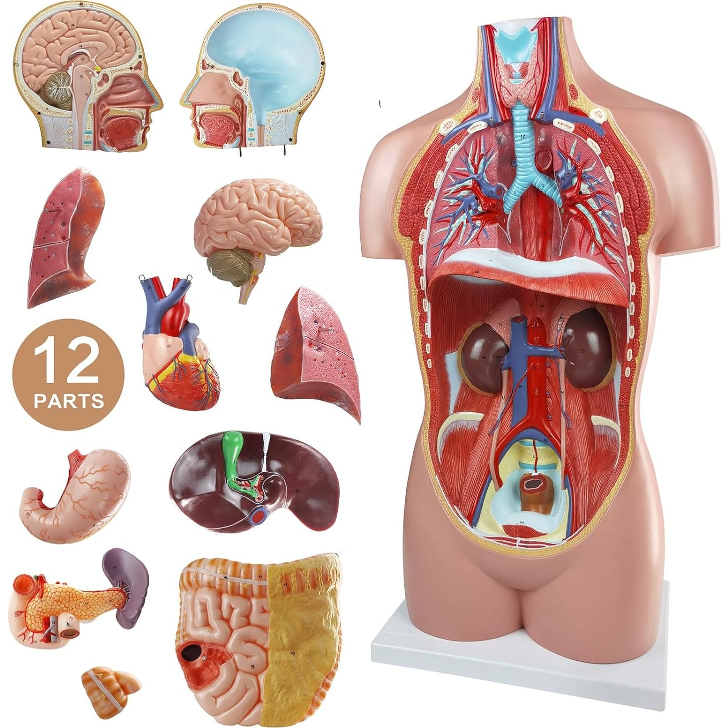 Modelo Anatómico del Cuerpo Humano Merinden 87.6 cm con Órganos Removibles