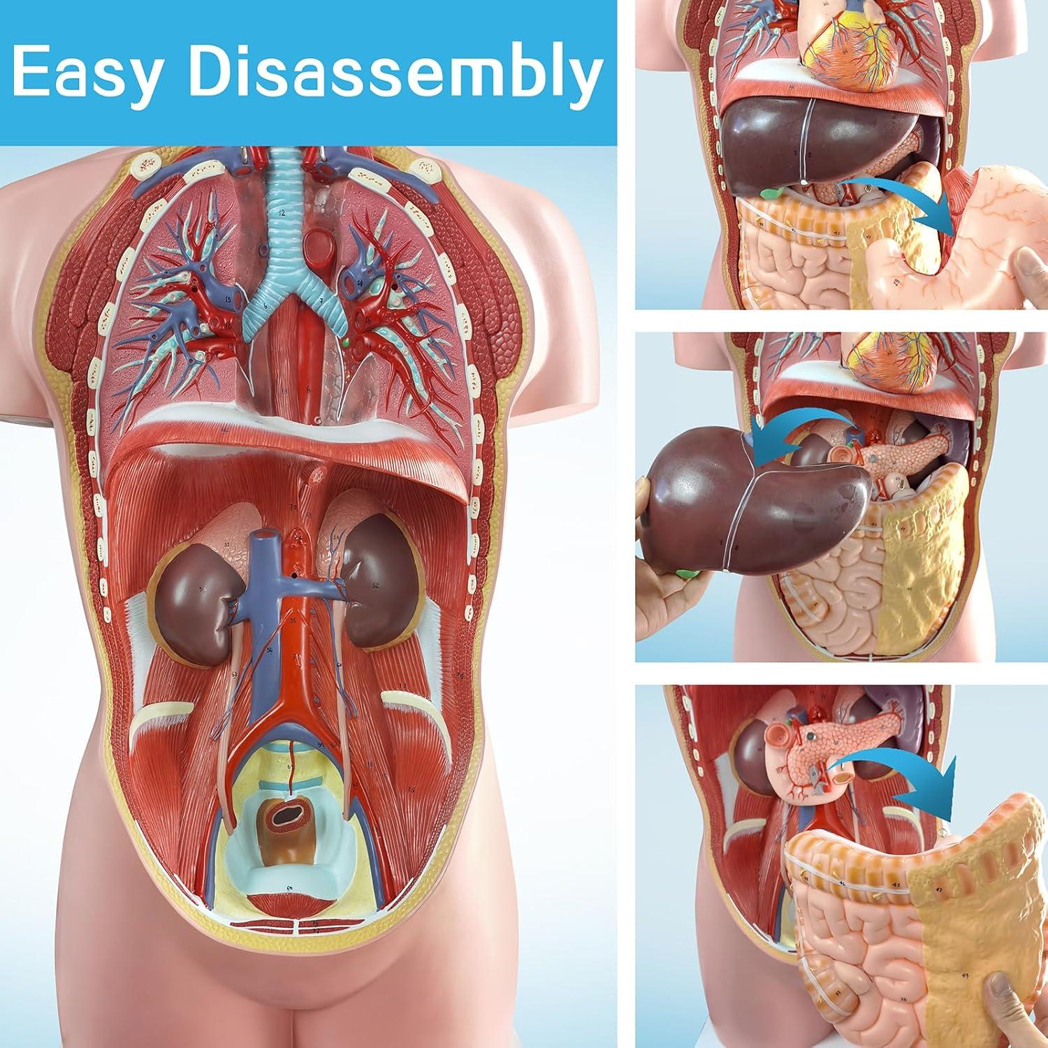 Modelo Anatómico del Cuerpo Humano Merinden 87.6 cm con Órganos Removibles