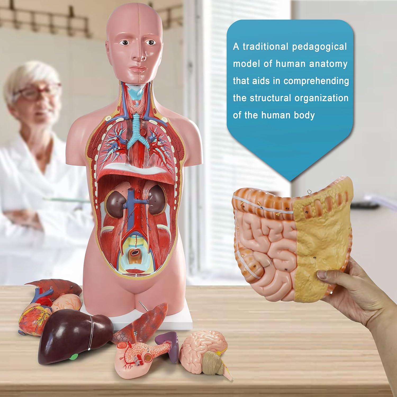 Modelo Anatómico del Cuerpo Humano Merinden 87.6 cm con Órganos Removibles