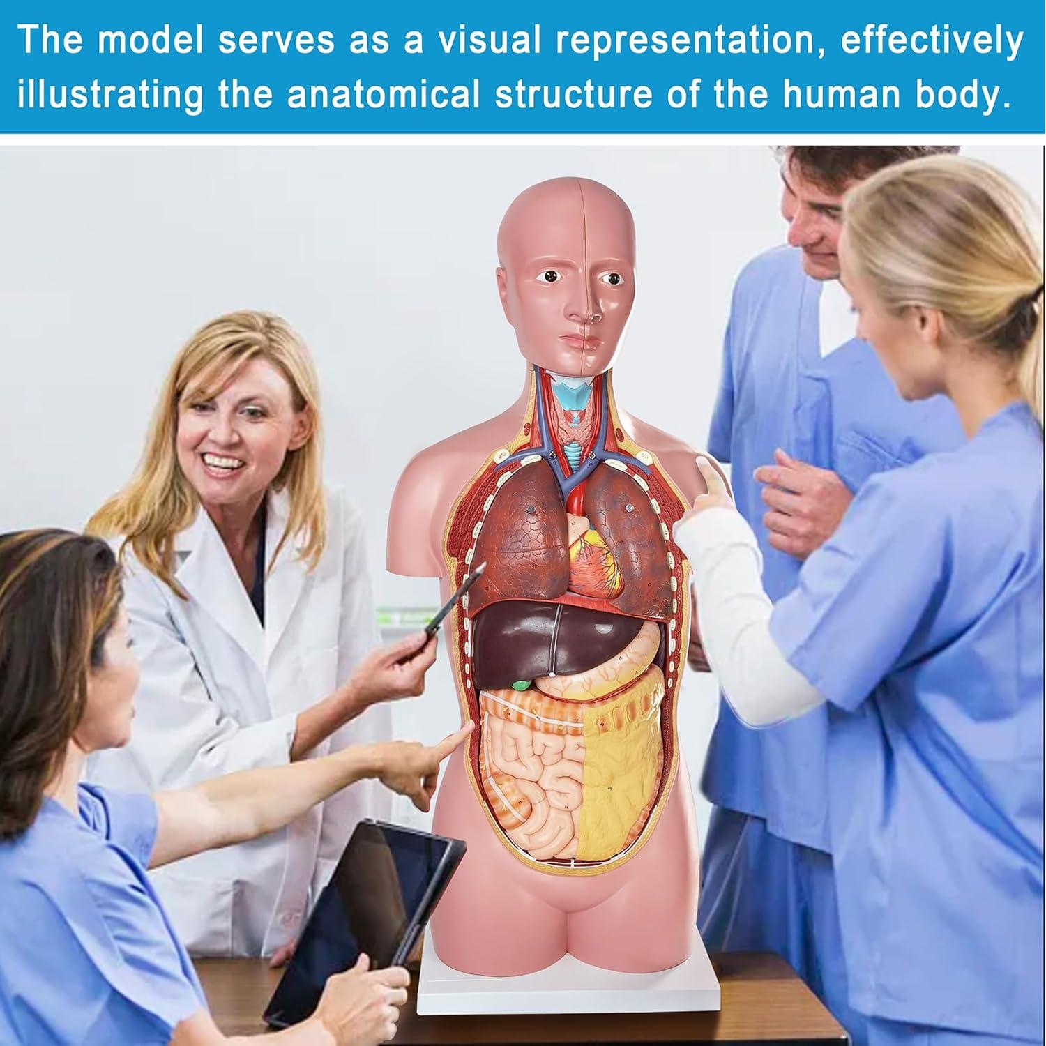 Modelo Anatómico del Cuerpo Humano Merinden 87.6 cm con Órganos Removibles