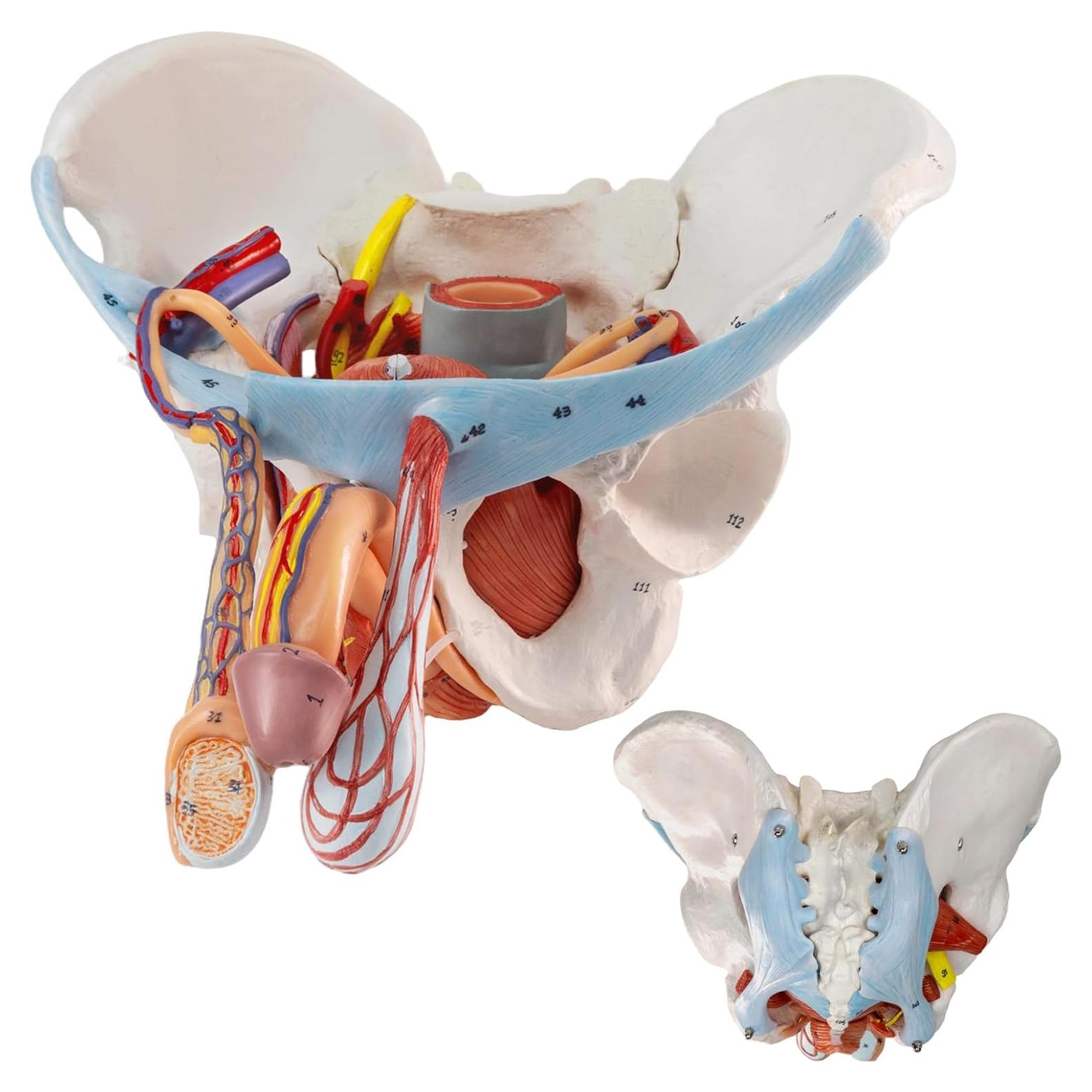 Modelo de Pelvis Masculina HADWYN 11 Piezas Anatómico
