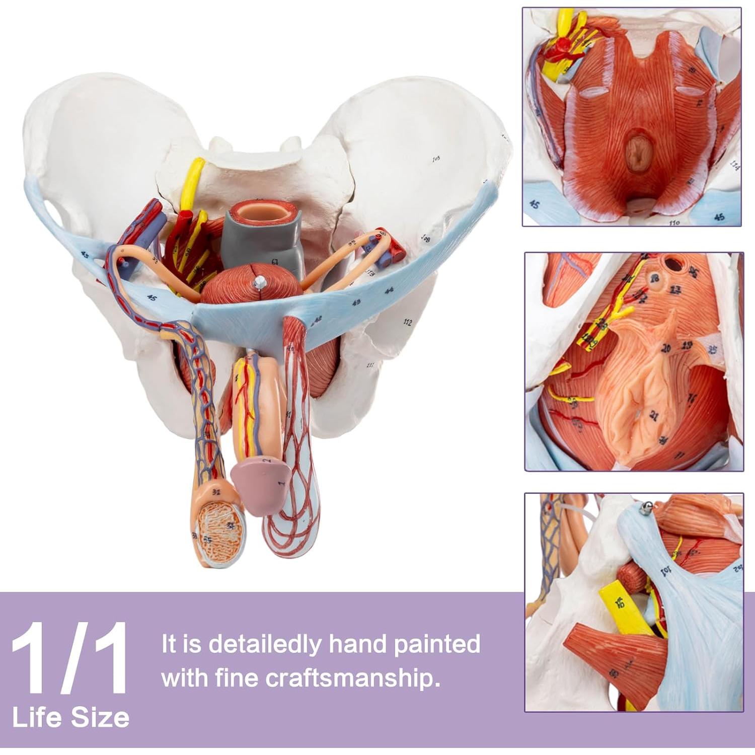 Modelo de Pelvis Masculina HADWYN 11 Piezas Anatómico