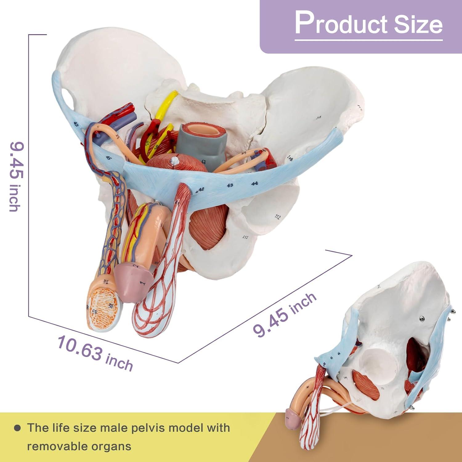 Modelo de Pelvis Masculina HADWYN 11 Piezas Anatómico