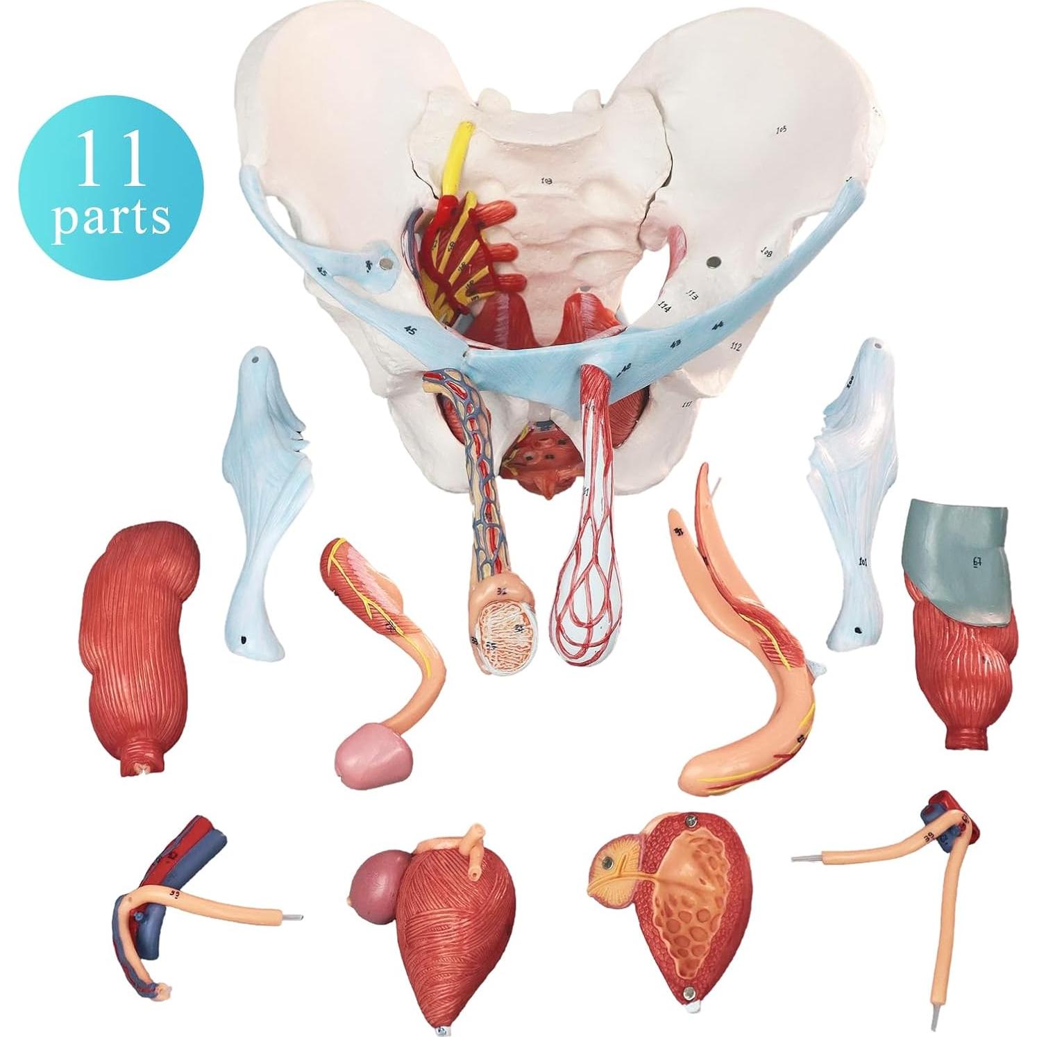 Modelo de Pelvis Masculina HADWYN 11 Piezas Anatómico
