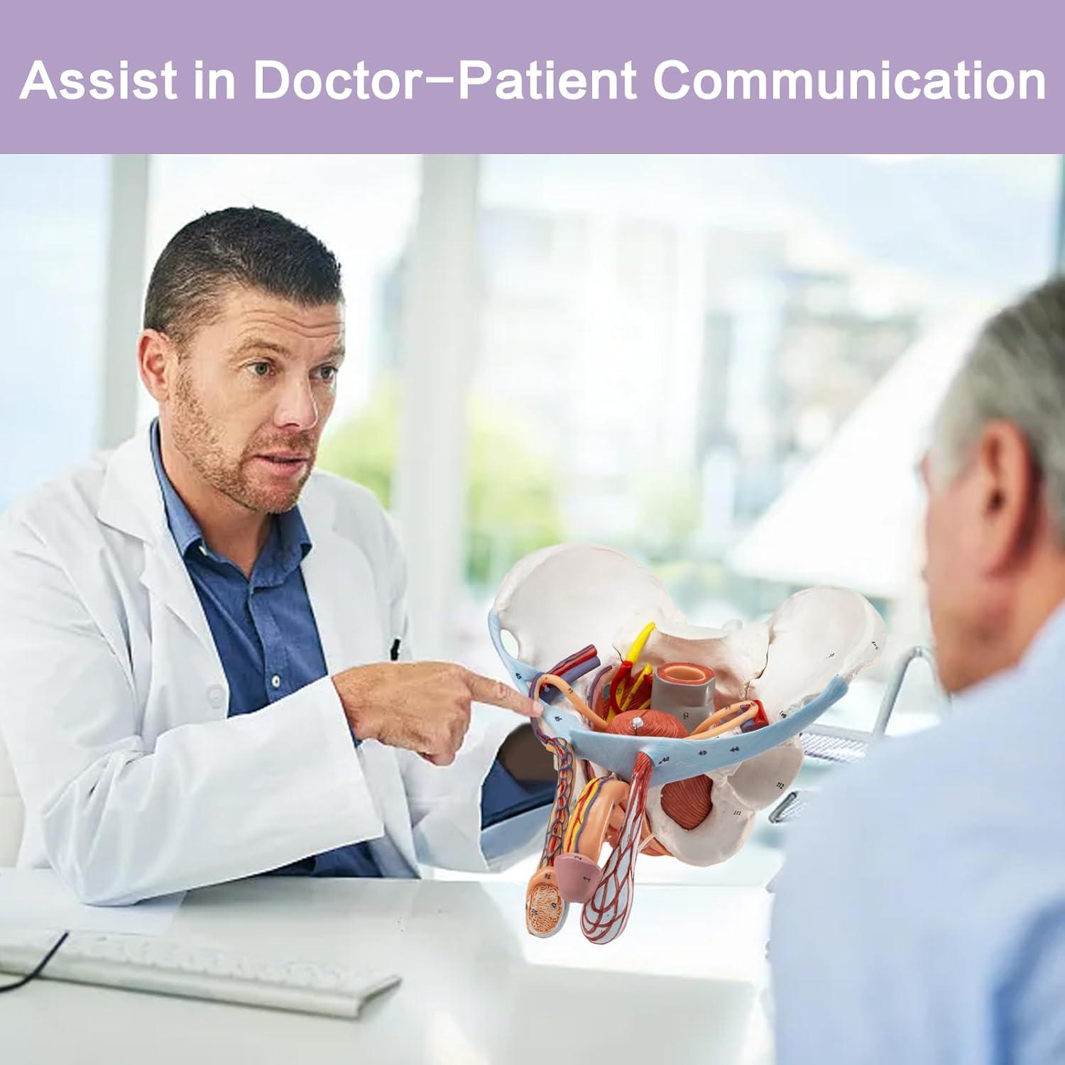 Modelo de Pelvis Masculina HADWYN 11 Piezas Anatómico