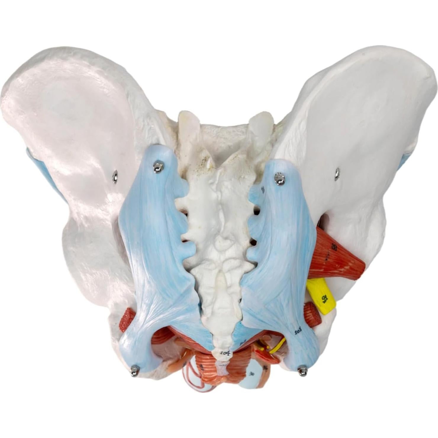 Modelo de Pelvis Masculina HADWYN 11 Piezas Anatómico