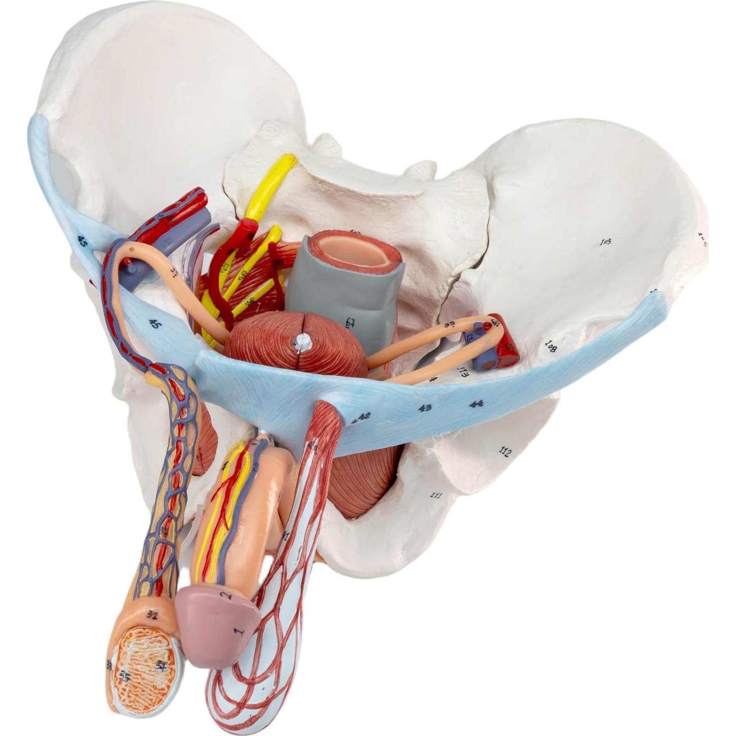 Modelo de Pelvis Masculina HADWYN 11 Piezas Anatómico