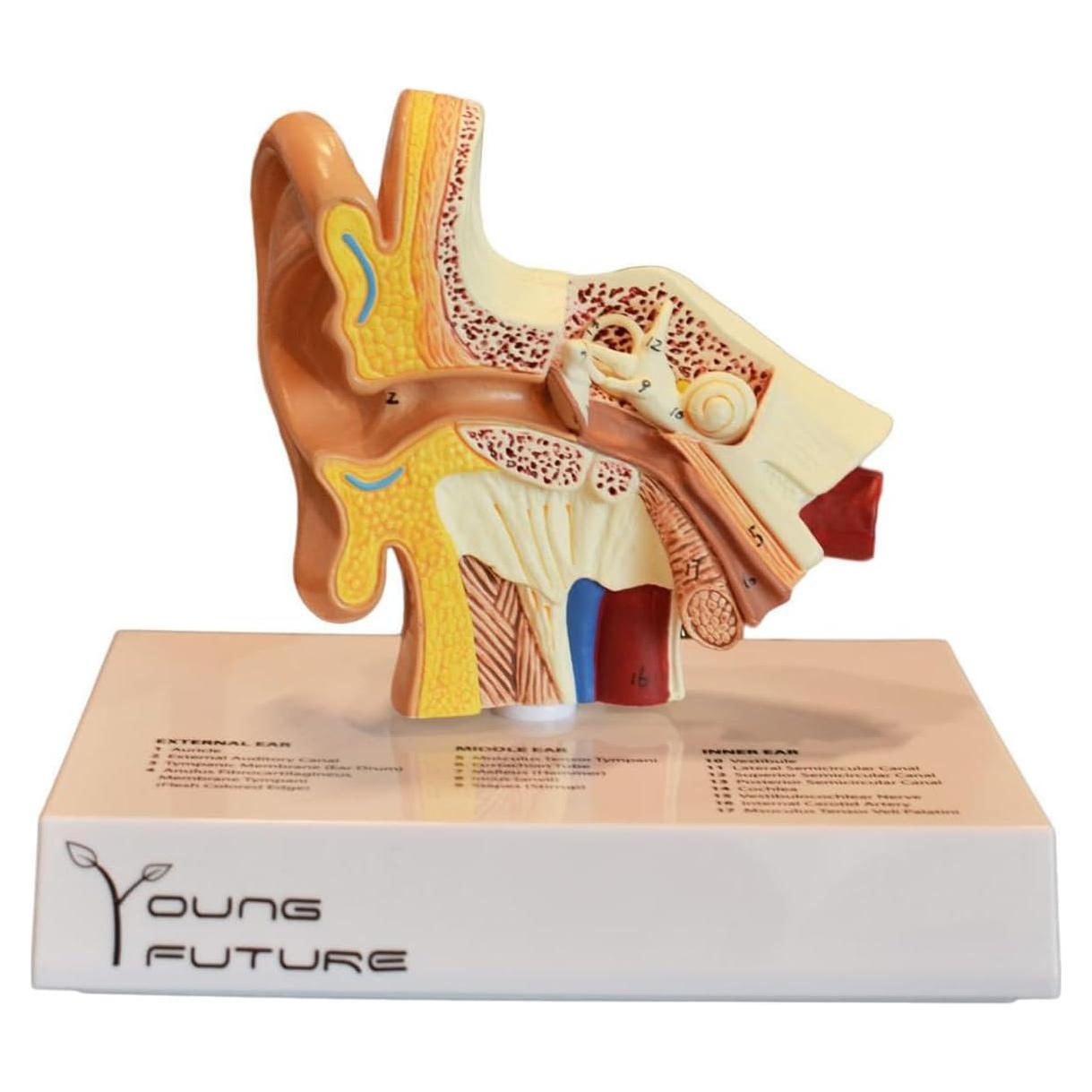 Modelo 3D de Anatomía del Oído Humano - Wuxi Yanyang, 44.5x36.8x45.7 cm