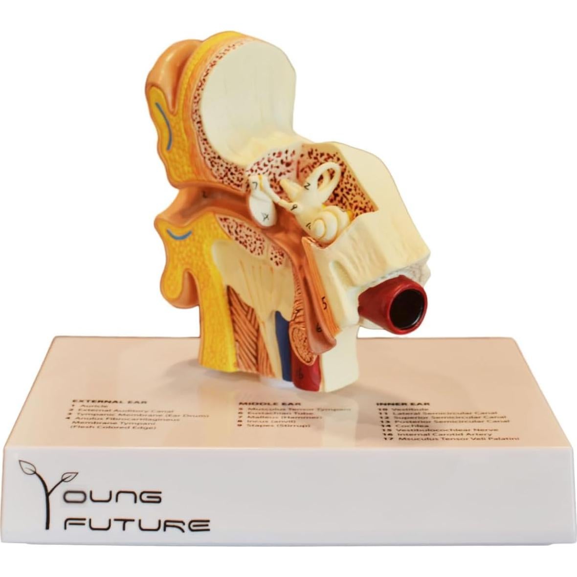 Modelo 3D de Anatomía del Oído Humano - Wuxi Yanyang, 44.5x36.8x45.7 cm