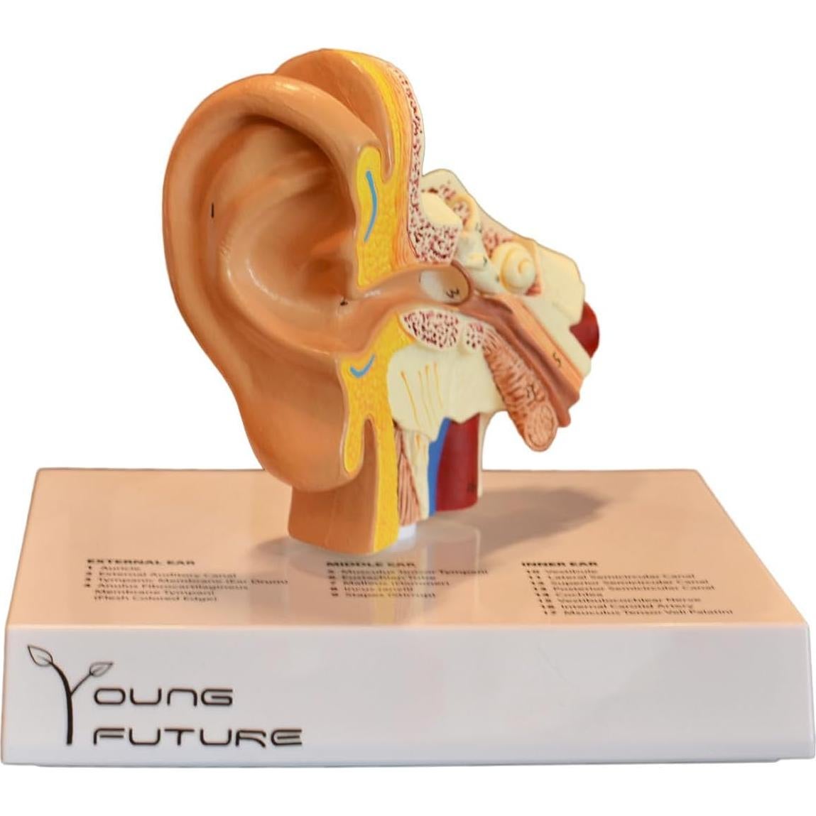 Modelo 3D de Anatomía del Oído Humano - Wuxi Yanyang, 44.5x36.8x45.7 cm