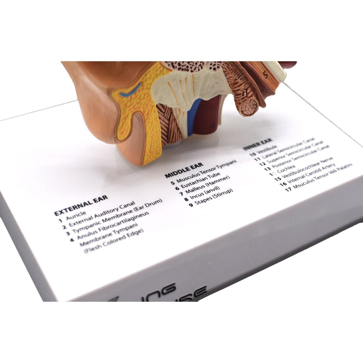 Modelo 3D de Anatomía del Oído Humano - Wuxi Yanyang, 44.5x36.8x45.7 cm