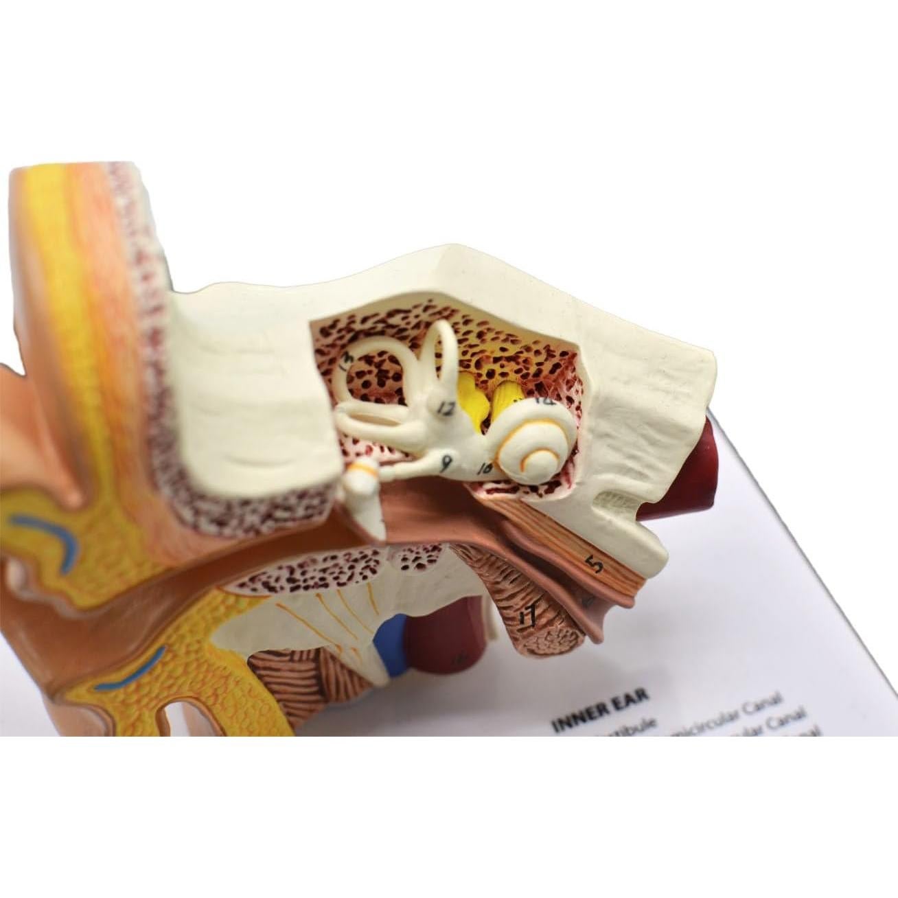 Modelo 3D de Anatomía del Oído Humano - Wuxi Yanyang, 44.5x36.8x45.7 cm