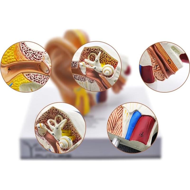 Modelo 3D de Anatomía del Oído Humano - Wuxi Yanyang, 44.5x36.8x45.7 cm