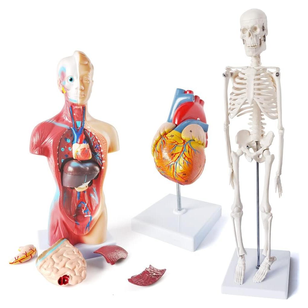 Juego de Modelos de Anatomía Médica Merinden - Torso, Corazón y Esqueleto