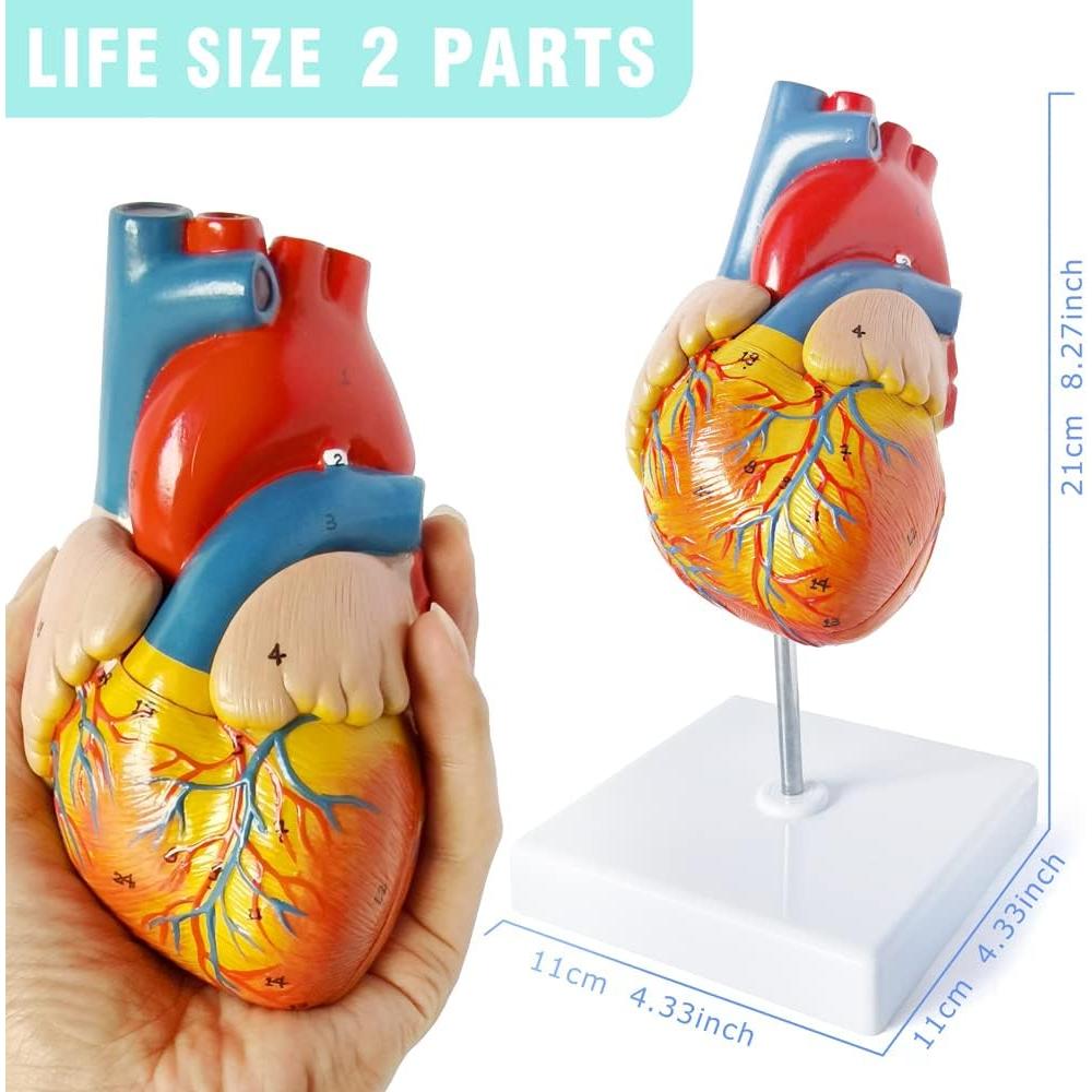 Juego de Modelos de Anatomía Médica Merinden - Torso, Corazón y Esqueleto
