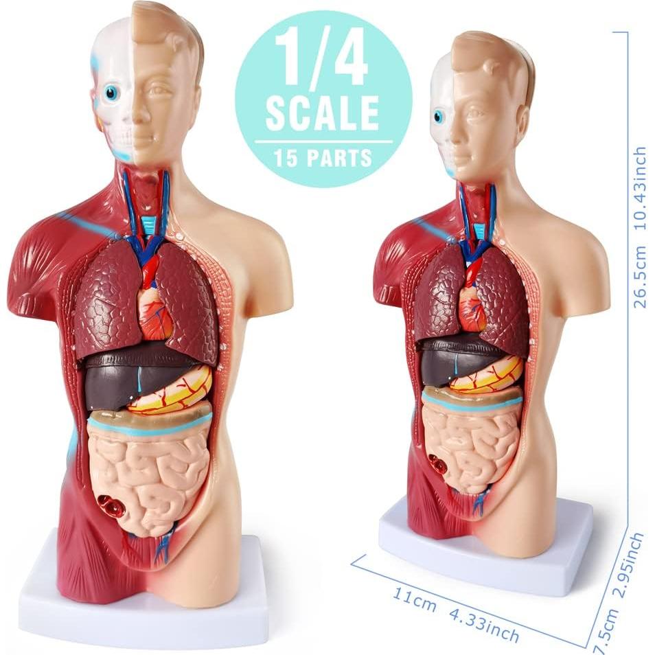 Juego de Modelos de Anatomía Médica Merinden - Torso, Corazón y Esqueleto