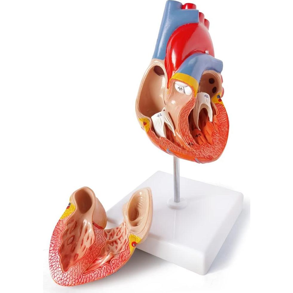 Juego de Modelos de Anatomía Médica Merinden - Torso, Corazón y Esqueleto