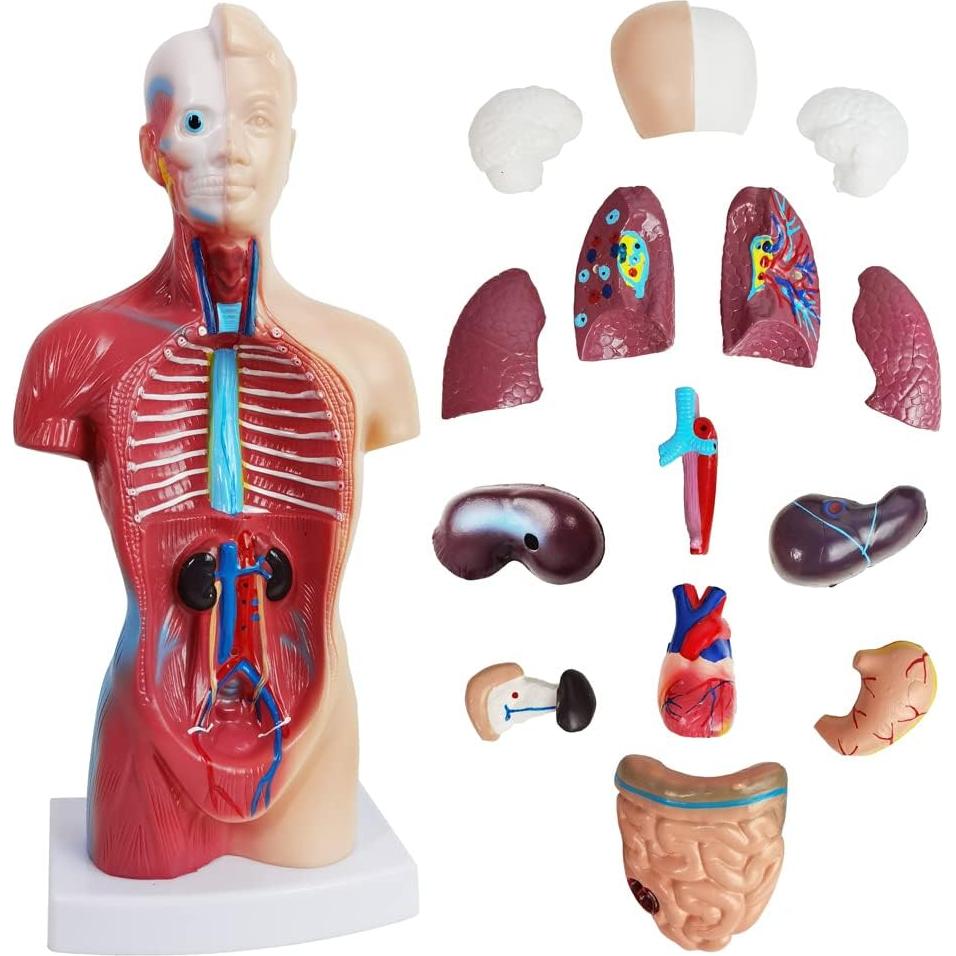 Juego de Modelos de Anatomía Médica Merinden - Torso, Corazón y Esqueleto