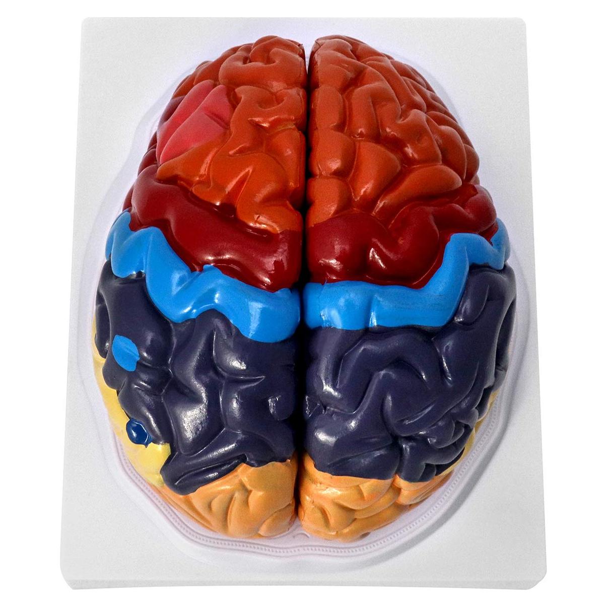 Modelo Anatómico de Cerebro Humano QWORK 20.5x17x15 cm