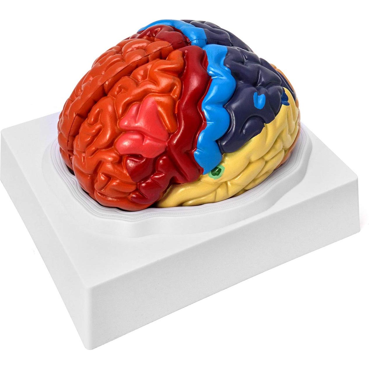 Modelo Anatómico de Cerebro Humano QWORK 20.5x17x15 cm