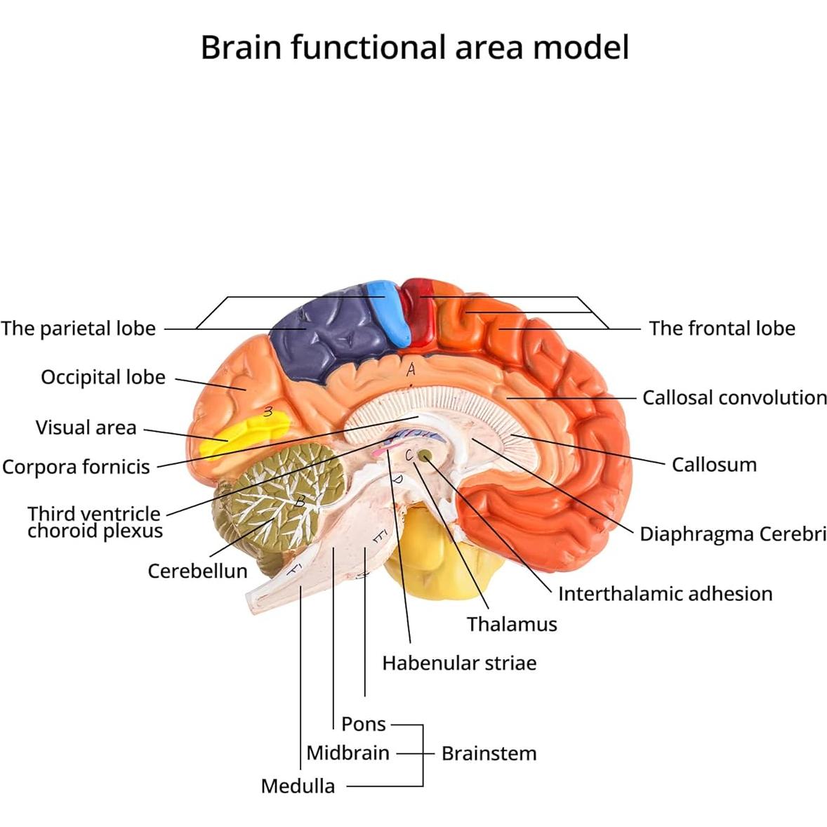 Modelo Anatómico de Cerebro Humano QWORK 20.5x17x15 cm