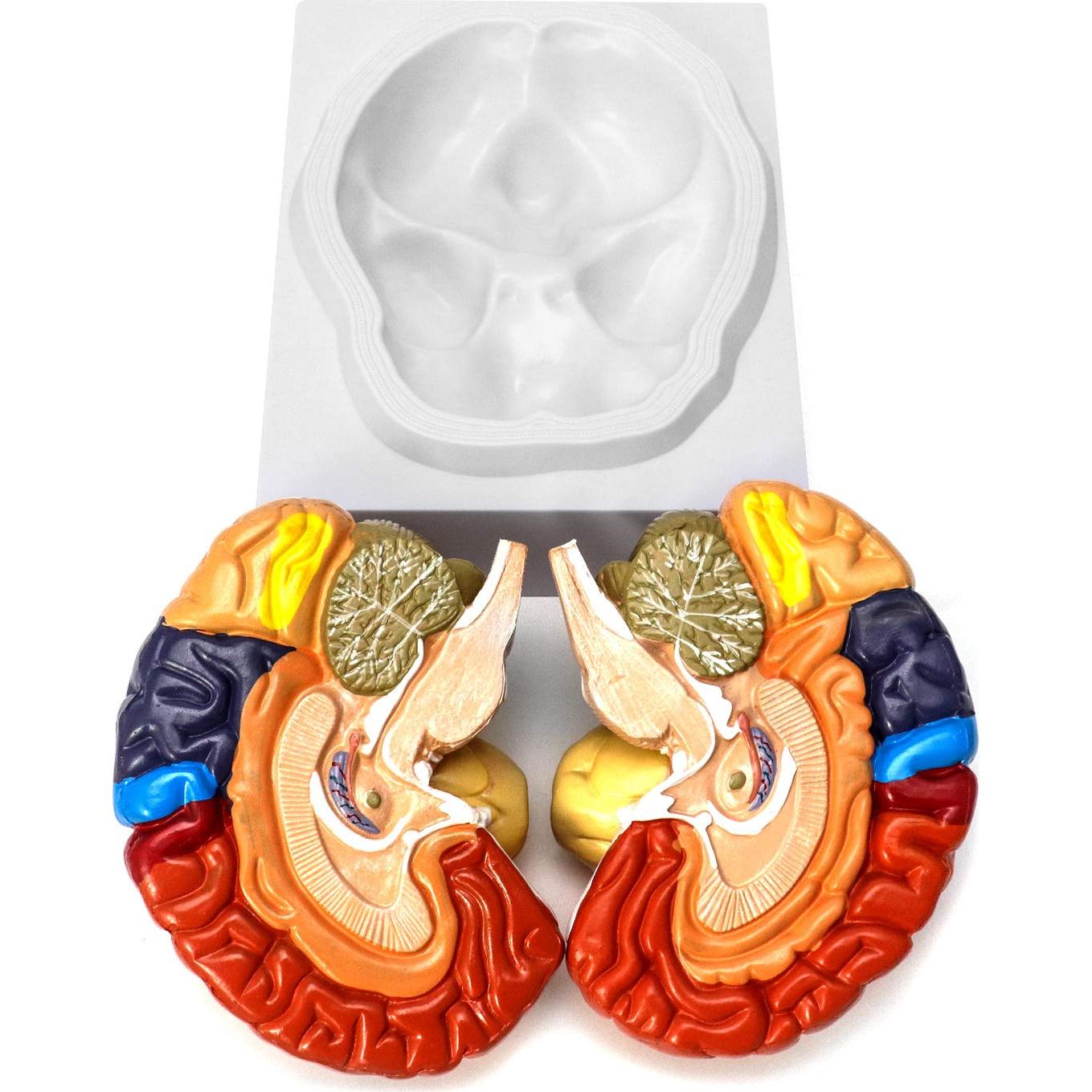 Modelo Anatómico de Cerebro Humano QWORK 20.5x17x15 cm