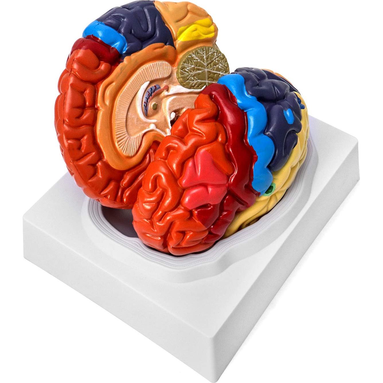Modelo Anatómico de Cerebro Humano QWORK 20.5x17x15 cm