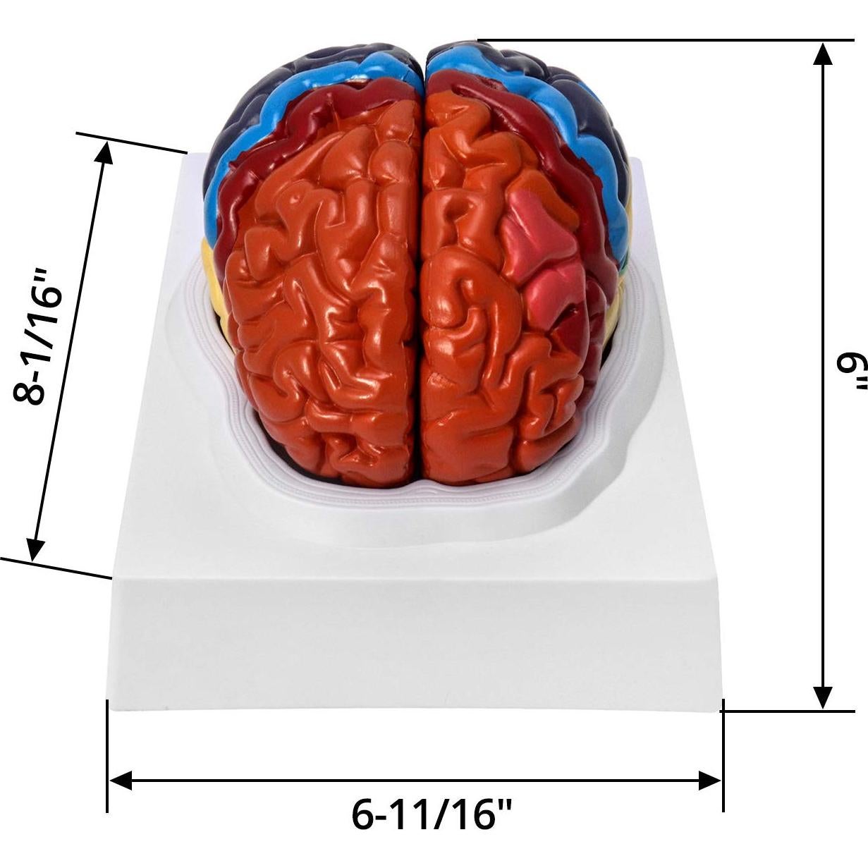 Modelo Anatómico de Cerebro Humano QWORK 20.5x17x15 cm
